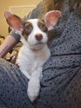 Rescue Terrier Dogs for Adoption in The Woodlands, Texas - Astrid | PetCurious