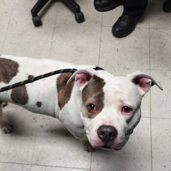 Rescue Mixed Breed Dogs for Adoption in Davenport, Iowa - Chocolate Chip Cookie Dough | PetCurious