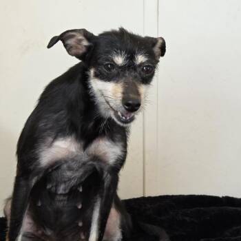 Chihuahua and Terrier Dogs Available for Adoption in Midland, Texas - Iris | PetCurious
