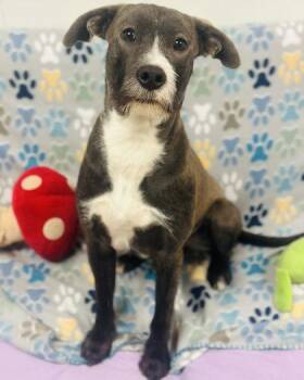 Mixed Breed Dogs Available for Adoption in West Chester, Pennsylvania - Pickle | PetCurious
