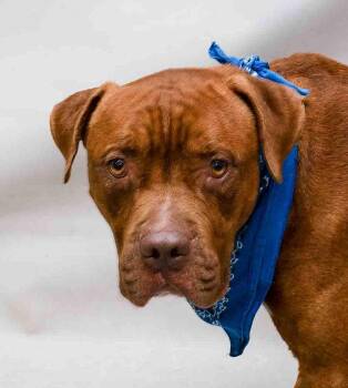 Bubba -  American Bulldog Dog for Adoption in Sanford, Florida - Bubba | PetCurious