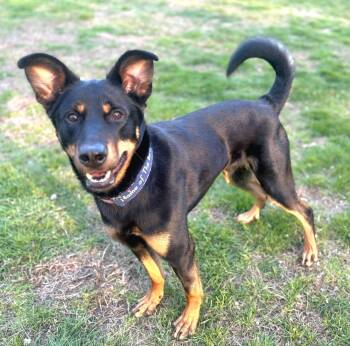 Hound Dogs Available for Adoption in North Kingstown, Rhode Island - Stitch | PetCurious