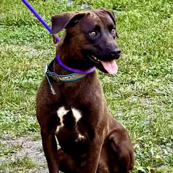Chip -  Mixed Breed Dog for Adoption in Falls Church, Virginia - Chip | PetCurious