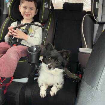 Papillon Dogs Available for Adoption - Lenny ~ In Foster Care  | PetCurious