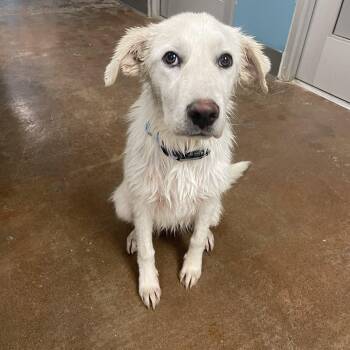Great Pyrenees and Australian Cattle Dog Blue Heeler Dogs Available for Adoption in Kansas City, Missouri - Lottie Dottie | PetCurious