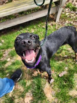 Beagle and Rottweiler Dogs Available for Adoption in Plymouth, Connecticut - Jessie | PetCurious