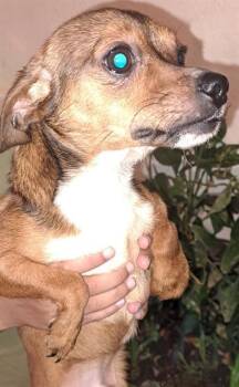 Chihuahua Dogs Available for Adoption in San Antonio, Texas - FLOYD | PetCurious