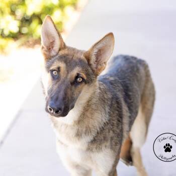 Orion -  German Shepherd Dog Dog for Adoption in Abilene, Texas - Orion | PetCurious