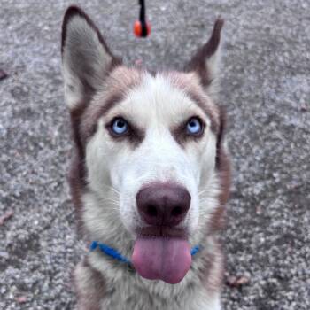 Luna -  Husky Dog for Adoption in York, Pennsylvania - Luna | PetCurious