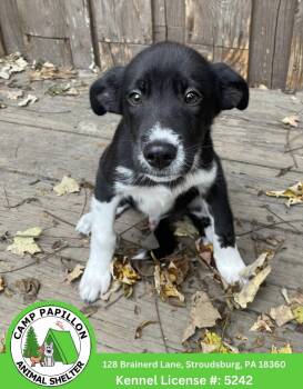 Miso -  Mixed Breed Dog for Adoption in Stroudsburg, Pennsylvania - Miso | PetCurious