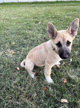 Rescue Great Pyrenees and German Shepherd Dog Dogs for Adoption in Bountiful, Utah - Ernest | PetCurious