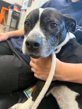 Cali -  Chihuahua and Pit Bull Terrier Dog Available for Adoption in Orange, Virginia - Cali | PetCurious
