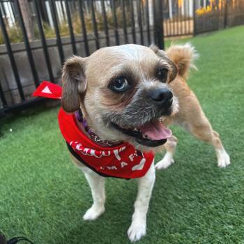 Rescue Mixed Breed and Pug Dogs for Adoption in San Francisco, California - Yattie | PetCurious