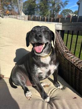 Jack (Courtesy Post) -  Rat Terrier Dog for Adoption in Rutherfordton, North Carolina - Jack (Courtesy Post) | PetCurious