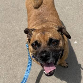 Mr. Bean -  Mixed Breed Dog for Adoption in Hampton Bays, New York - Mr. Bean | PetCurious