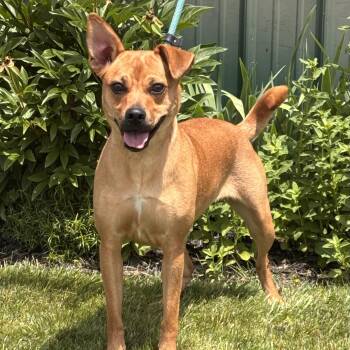 Bailey -  Labrador Retriever Dog for Adoption in Batavia, New York - Bailey | PetCurious