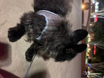 French Bulldog Dogs Available for Adoption in Corona, California - Rocky | PetCurious