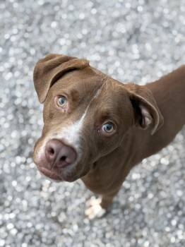 Nolan -  Boxer and Chocolate Labrador Retriever Dog for Adoption in Ona, West Virginia - Nolan | PetCurious