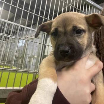 Mixed Breed Dogs Available for Adoption in Spokane, Washington - Daffy | PetCurious