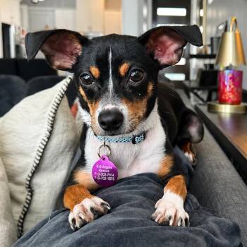 Winnie -  Rat Terrier and Mixed Breed Dog for Adoption in Houston, Texas - Winnie | PetCurious