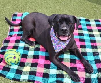 Mixed Breed Dogs Available for Adoption in Athens, Georgia - Tiara | PetCurious
