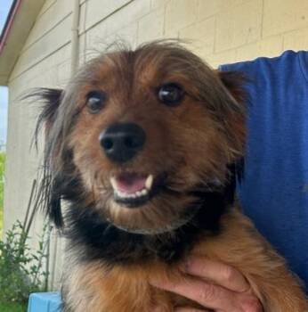 Geranimo -  Yorkshire Terrier and Mixed Breed Dog Available for Adoption in West Memphis, Arkansas - Geranimo | PetCurious