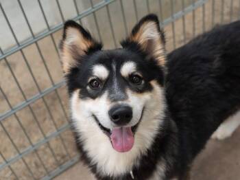 HUBBLE -  German Shepherd Dog Dog for Adoption in Martinez, California - HUBBLE | PetCurious