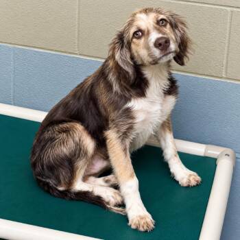 Teddy -  Cocker Spaniel and Mixed Breed Dog for Adoption in Falls Church, Virginia - Teddy | PetCurious