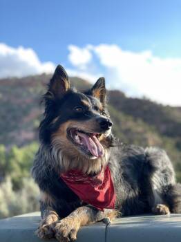 Reiko -  Australian Cattle Dog Blue Heeler Dog for Adoption in ROUGH READY, California - Reiko | PetCurious