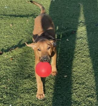 Apex (p) -  Mixed Breed Dog for Adoption in New York, New York - Apex (p) | PetCurious