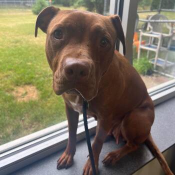 Rescue Mixed Breed Dogs for Adoption in Mishawaka, Indiana - Pinkie Pie | PetCurious