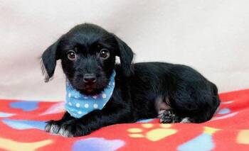 Chihuahua and Schnauzer Dogs Available for Adoption in Kerrville, Texas - Cinch | PetCurious