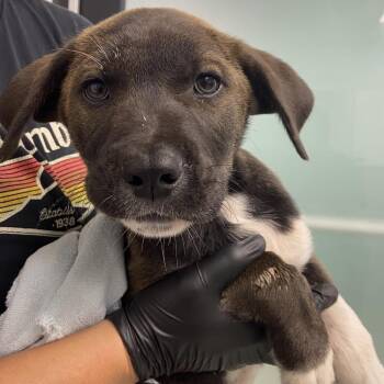 Mixed Breed Dogs Available for Adoption in Abilene, Texas - Newman | PetCurious