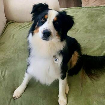 Australian Shepherd and Mixed Breed Dogs Available for Adoption - Olive | PetCurious