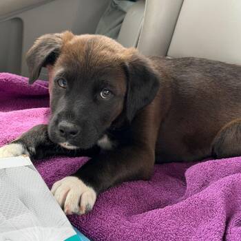 Labrador Retriever and Mixed Breed Dogs Available for Adoption - Kiwi | PetCurious