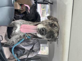 Rescue Great Dane Dogs for Adoption in Claremont, California - Juni | PetCurious