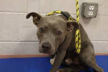 Mixed Breed Dogs Available for Adoption in Columbia, South Carolina - BLUE | PetCurious