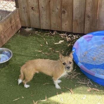 Tommy -  Chihuahua and Terrier Dog for Adoption in Sonoma, California - Tommy | PetCurious