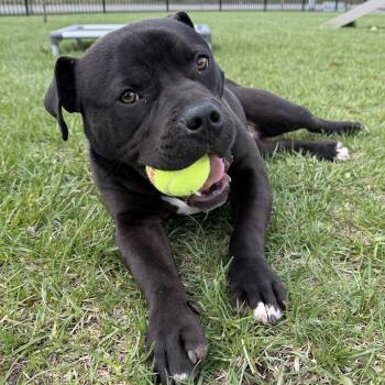 American Bully Dogs Available for Adoption in Cooperstown, New York - Porkie  | PetCurious