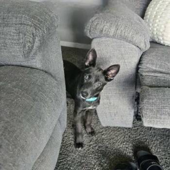 Jujube -  Mixed Breed Dog for Adoption in Tomah, Wisconsin - Jujube | PetCurious