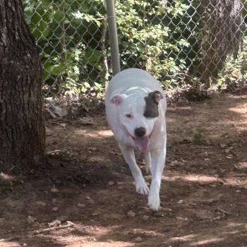 Murphy -  American Bulldog and Mixed Breed Dog for Adoption in Tuscaloosa, Alabama - Murphy | PetCurious