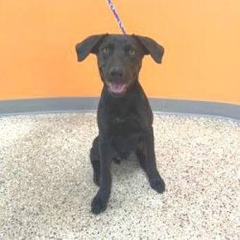 Puppy 08/27/2026 -  Labrador Retriever and Mixed Breed Dog for Adoption in Bullhead City, Arizona - Puppy 08/27/2026 | PetCurious