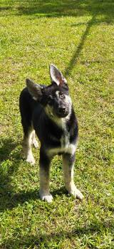 German Shepherd Dog and Husky Dogs Available for Adoption in Marion, Mississippi - Bo | PetCurious