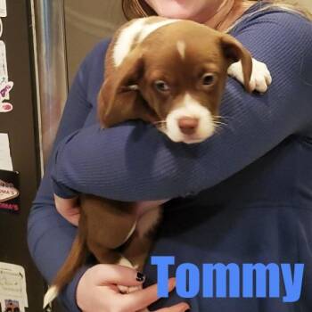 Terrier and Mixed Breed Dogs Available for Adoption - Tommy | PetCurious