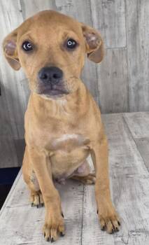 Buzz -  Mixed Breed Dog for Adoption in Shreveport, Louisiana - Buzz | PetCurious