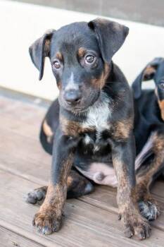 Ruffles -  Hound Dog for Adoption in Germantown, Ohio - Ruffles | PetCurious