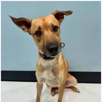Tango -  Mixed Breed Dog for Adoption in Portland, Oregon - Tango | PetCurious