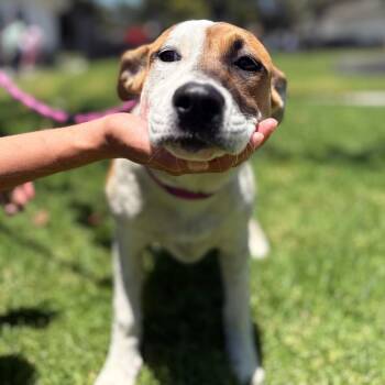 Bailey -  Pit Bull Terrier and Mixed Breed Dog for Adoption in Hawthorne, California - Bailey | PetCurious
