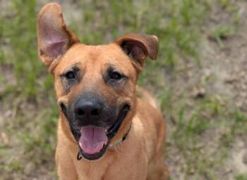 ACORN -  Black Mouth Cur and Mixed Breed Dog for Adoption in Ocala, Florida - ACORN | PetCurious