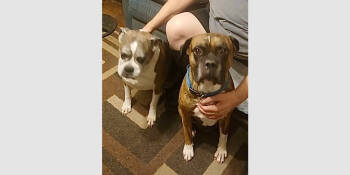 Rescue Boxer Dogs for Adoption in Hewitt, Texas - Sophie V - Silver Heart | PetCurious